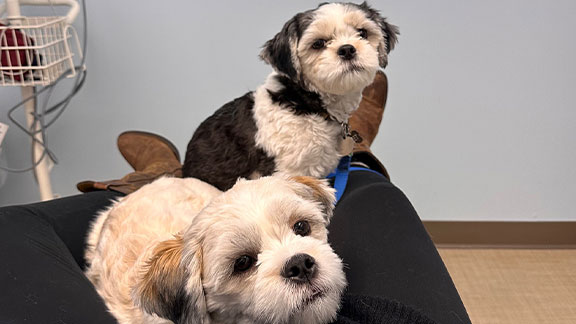 Comfort Dogs Concord, NH